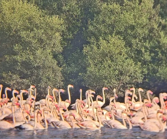 Flamingo Boat Ride