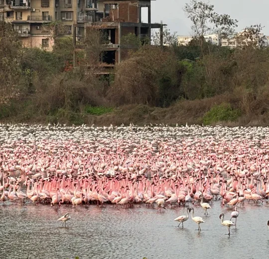 Flamingo Walk Navi Mumbai