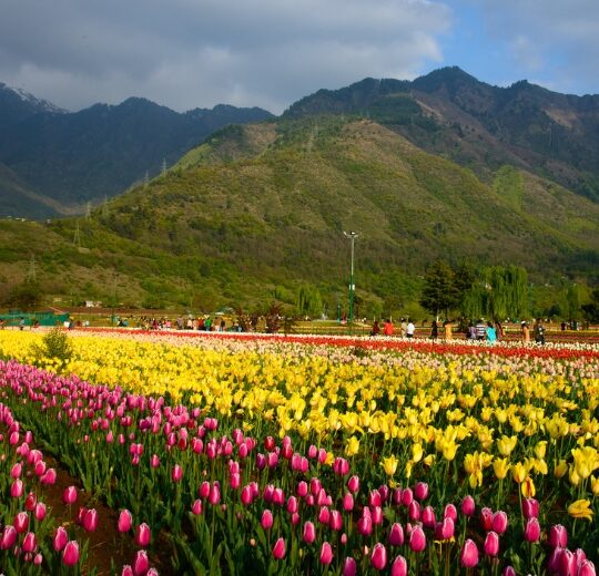 Kashmir Tulip Festival